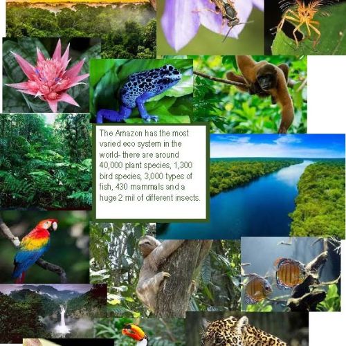 Collage 3